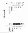 Fig. 30 - Anti-allergic complex molecules