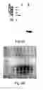Fig. 03 - Methods of treating cancer