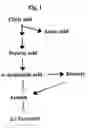 Fig. 02 - Initiation of fermentation