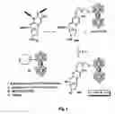 Fig. 02 - Nucleoside derivative, modified oligonucleotide, method for their synthesis and applications thereof