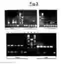 Fig. 04 - Method for the isolation of expressed sequence tags in plants