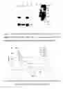 Fig. 08 - Method of preparing polyepitope chimeric gene vaccine