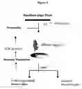 Fig. 03 - Nucleic acid ligands specific to immunoglobulin E and their use as atopic disease therapeutics