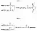 Fig. 04 - Nucleic acid ligands specific to immunoglobulin E and their use as atopic disease therapeutics