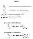 Fig. 05 - Nucleic acid ligands specific to immunoglobulin E and their use as atopic disease therapeutics