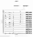 Fig. 08 - Nucleic acid ligands specific to immunoglobulin E and their use as atopic disease therapeutics