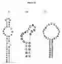 Fig. 13 - Nucleic acid ligands specific to immunoglobulin E and their use as atopic disease therapeutics