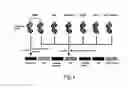 Fig. 02 - Primers, probes and reference plasmid for detection of meat adulteration