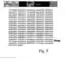 Fig. 06 - Primers, probes and reference plasmid for detection of meat adulteration