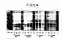 Fig. 09 - Methods and compositions for regulating T cell subsets by modulating transcription factor activity