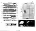 Fig. 02 - Methods and compositions for prenatal diagnosis of mental retardation