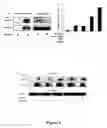 Fig. 06 - Methods and compositions for prenatal diagnosis of mental retardation