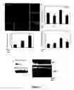 Fig. 07 - Methods and compositions for prenatal diagnosis of mental retardation
