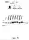 Fig. 09 - Methods and compositions for prenatal diagnosis of mental retardation
