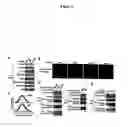 Fig. 03 - mTOR kinase-associated proteins