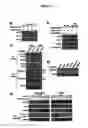 Fig. 20 - mTOR kinase-associated proteins