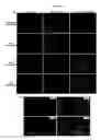 Fig. 22 - mTOR kinase-associated proteins