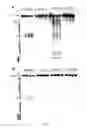 Fig. 03 - Mapping of proteins along chromatin by chromatin cleavage