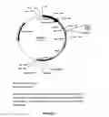 Fig. 08 - Complementary DNAs