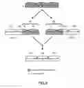 Fig. 07 - Nucleic acid binding polypeptide library