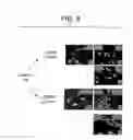 Fig. 09 - Paramyxovirus-derived RNP
