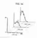 Fig. 35 - Paramyxovirus-derived RNP