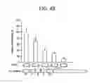 Fig. 49 - Paramyxovirus-derived RNP