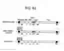 Fig. 64 - Paramyxovirus-derived RNP