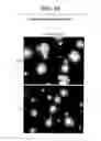 Fig. 65 - Paramyxovirus-derived RNP