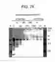 Fig. 79 - Paramyxovirus-derived RNP