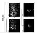 Fig. 83 - Paramyxovirus-derived RNP
