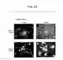 Fig. 84 - Paramyxovirus-derived RNP