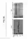 Fig. 86 - Paramyxovirus-derived RNP