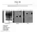 Fig. 90 - Paramyxovirus-derived RNP