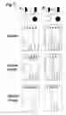 Fig. 04 - Nephrin gene and protein