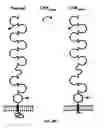 Fig. 06 - Nephrin gene and protein