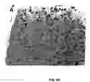 Fig. 07 - Nephrin gene and protein