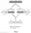 Fig. 07 - Nucleic acid binding polypeptide library