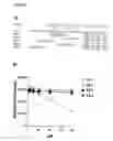 Fig. 07 - OX40R binding agents