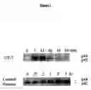 Fig. 02 - METHODS FOR SHP1 MEDIATED NEUROPROTECTION