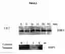 Fig. 06 - METHODS FOR SHP1 MEDIATED NEUROPROTECTION