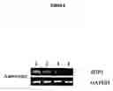 Fig. 07 - METHODS FOR SHP1 MEDIATED NEUROPROTECTION