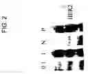 Fig. 03 - Epidermal growth factor receptor polypeptides and antibodies