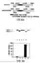 Fig. 03 - Synthetic heparanase molecules and uses thereof