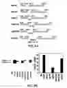 Fig. 07 - Synthetic heparanase molecules and uses thereof