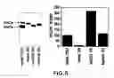 Fig. 08 - Synthetic heparanase molecules and uses thereof