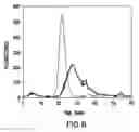 Fig. 09 - Synthetic heparanase molecules and uses thereof
