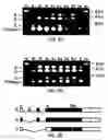 Fig. 03 - Variant TLR4 nucleic acid and uses thereof