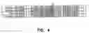 Fig. 06 - Variant TLR4 nucleic acid and uses thereof