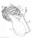 Fig. 08 - Device for protecting different articles against birds, insects and dust